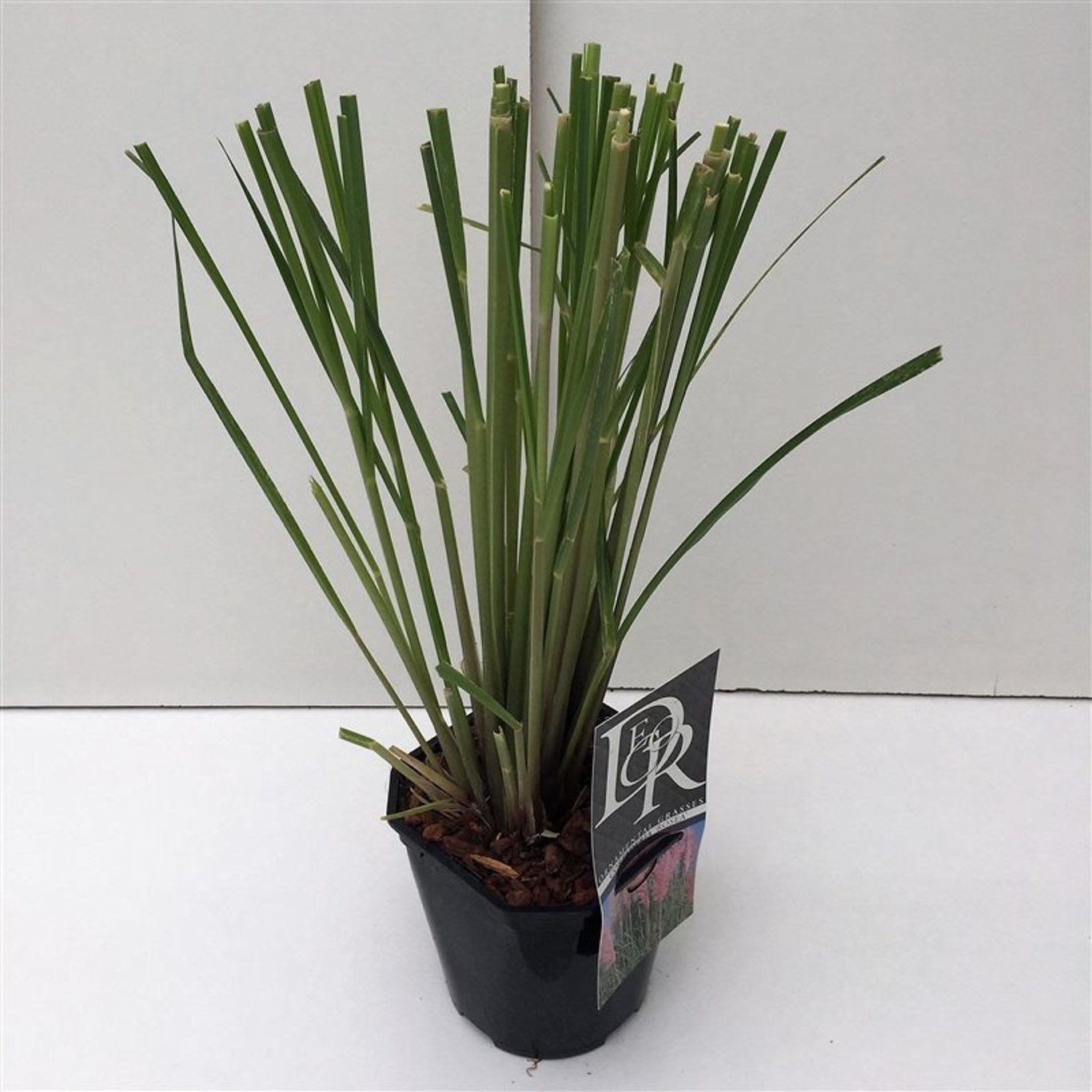 Cortaderia s. 'Rosea' - C2